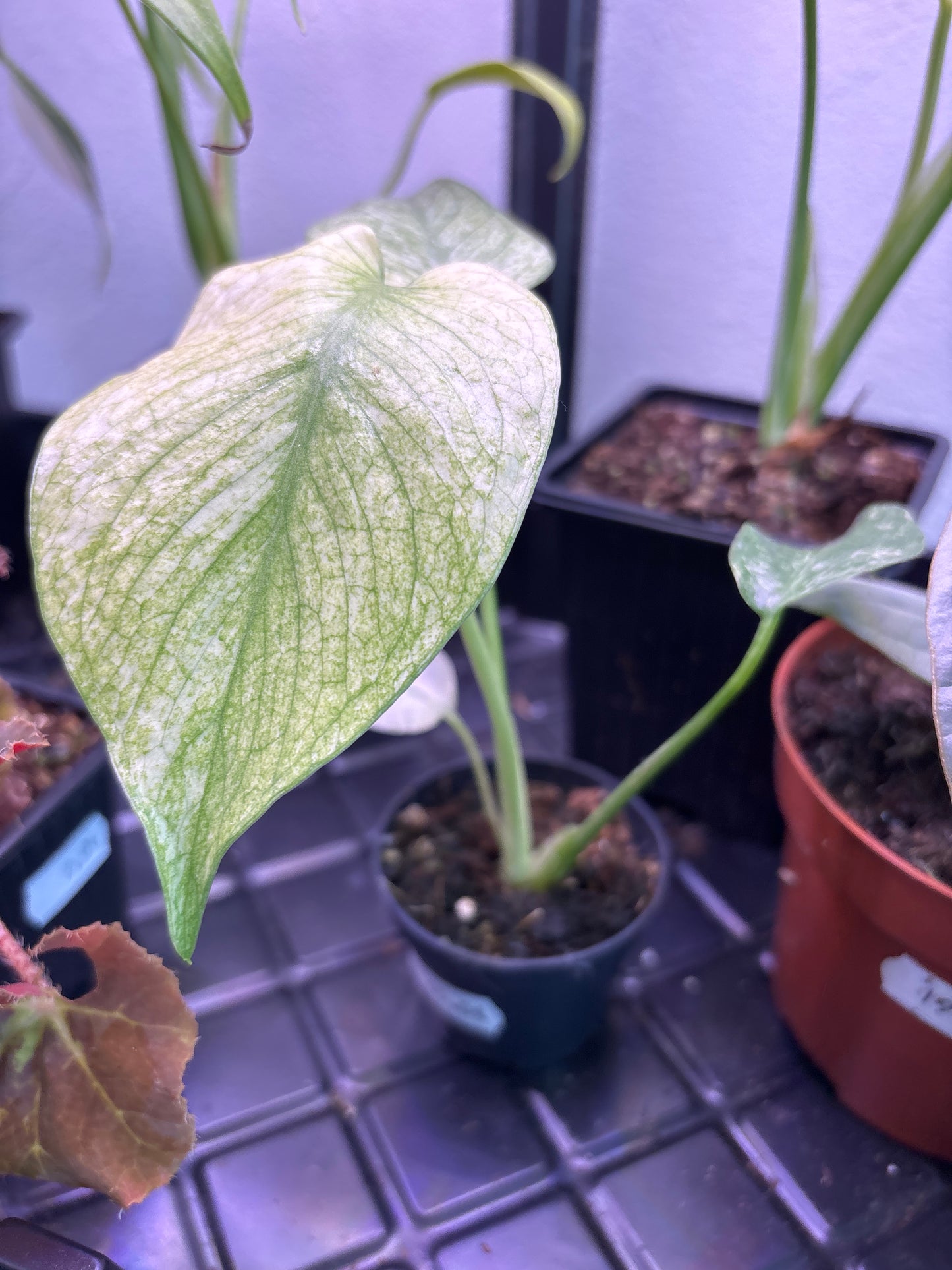 Monstera White Monster