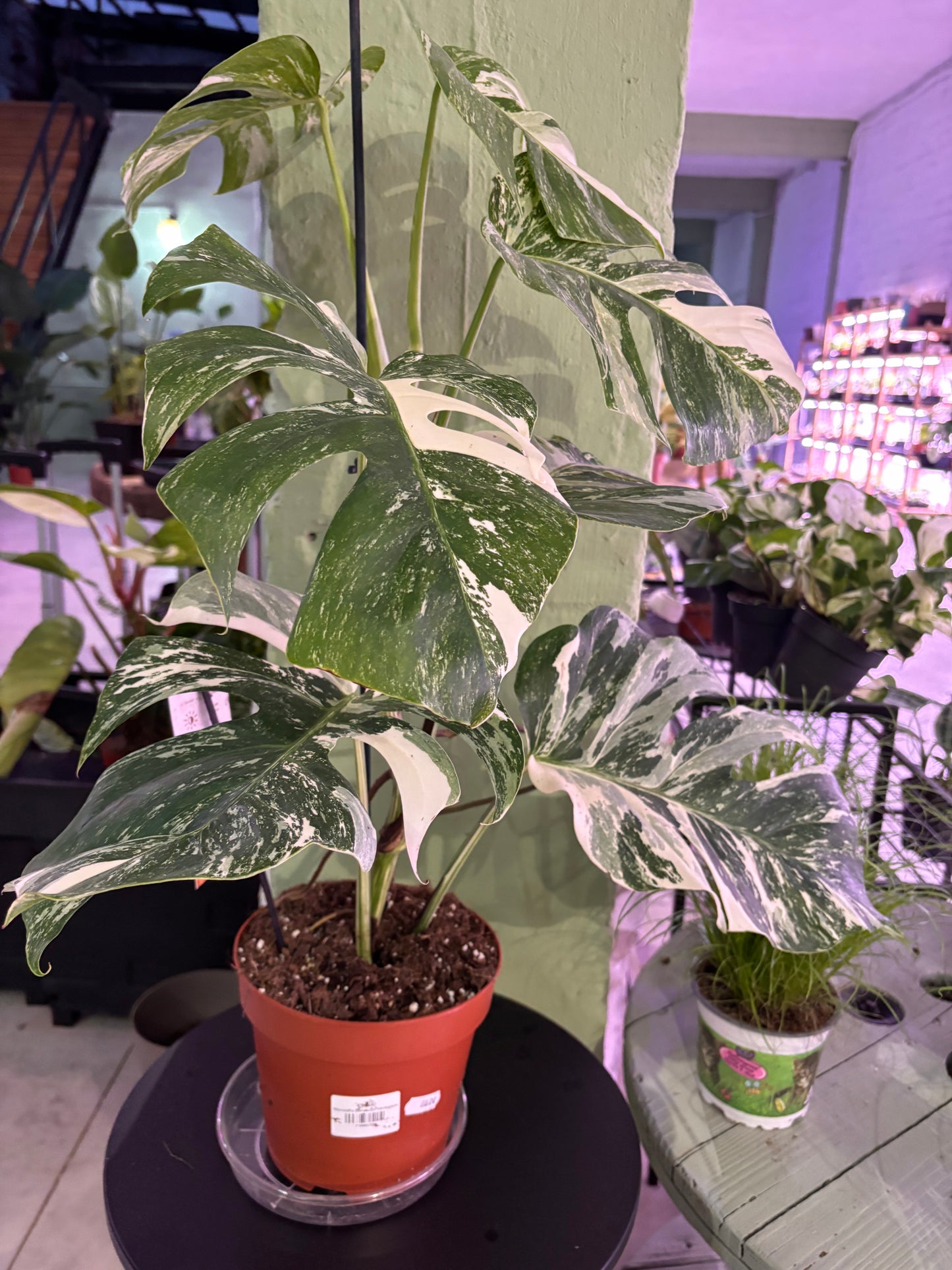 Monstera Deliciosa Albo Variegada