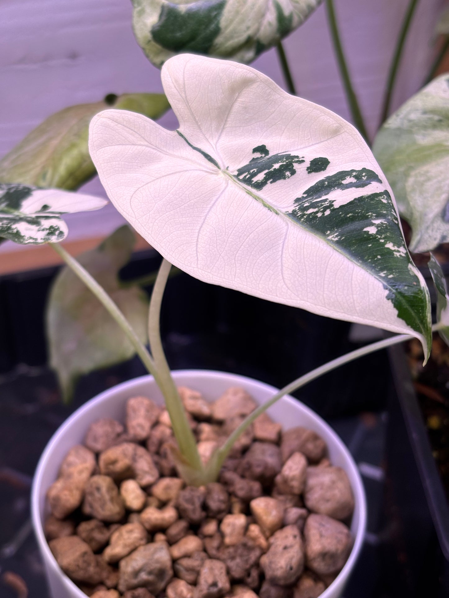 Alocasia Mich. Frydek Variegata