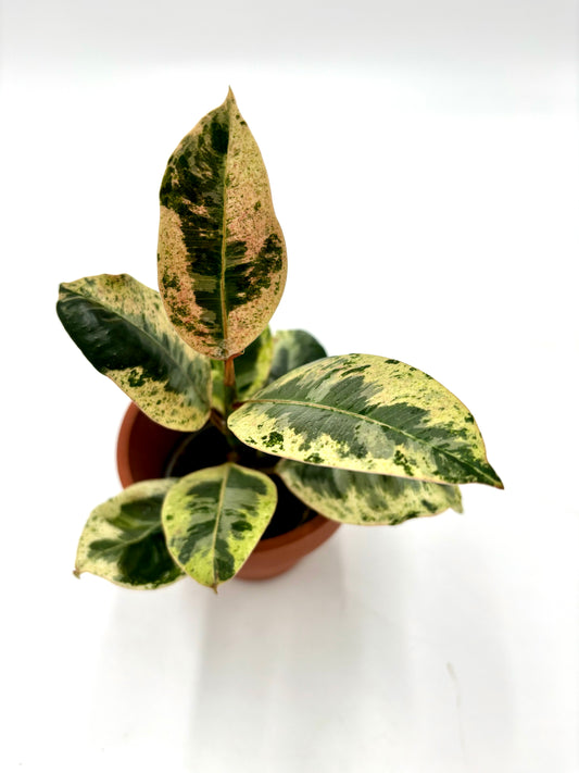 Ficus Elastica Schrijveriana