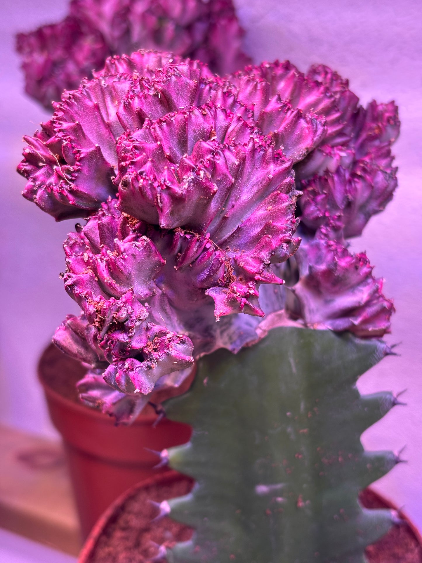 Euphorbia Lactea Cristata