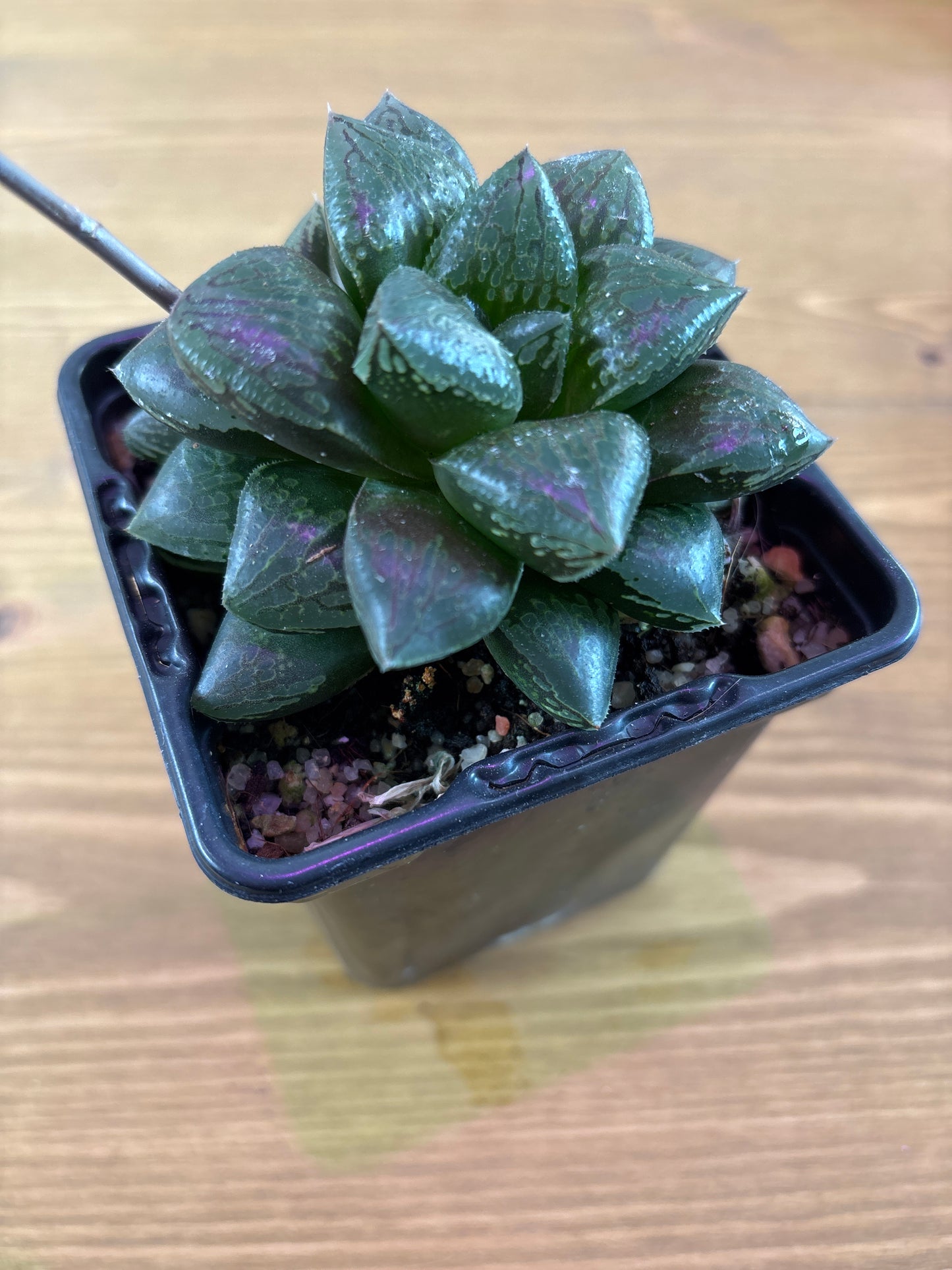 Haworthia