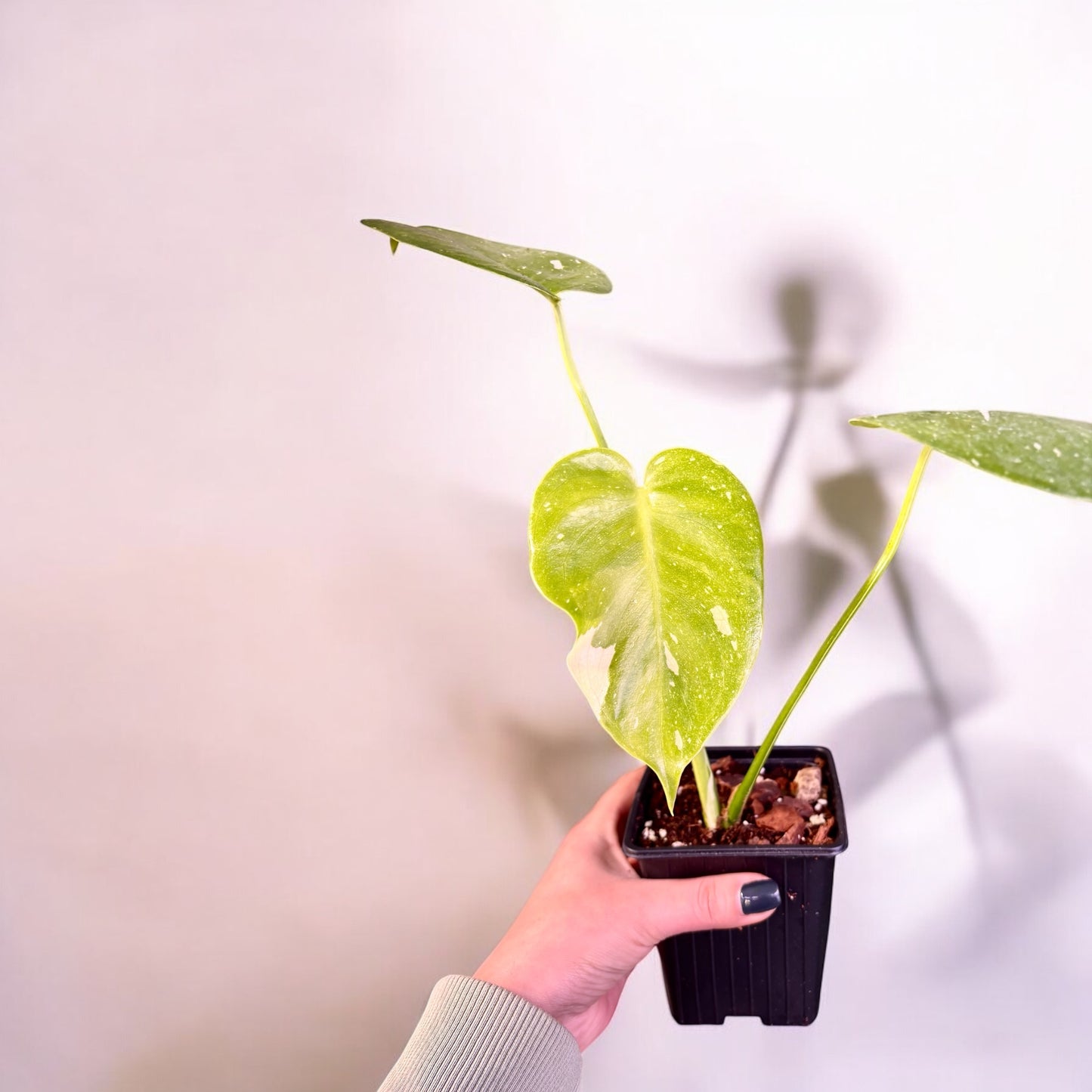 Monstera Thai Constellation