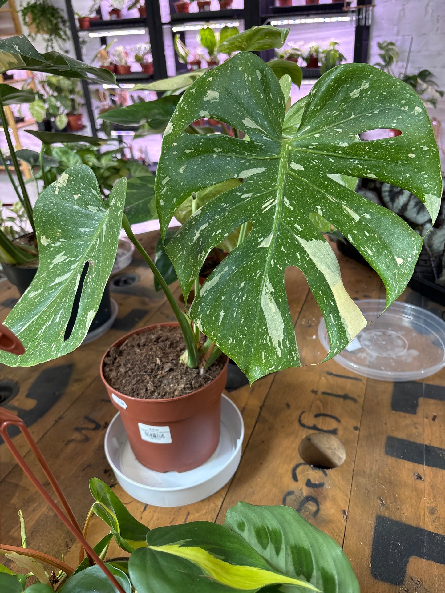 Monstera Thai Constellation