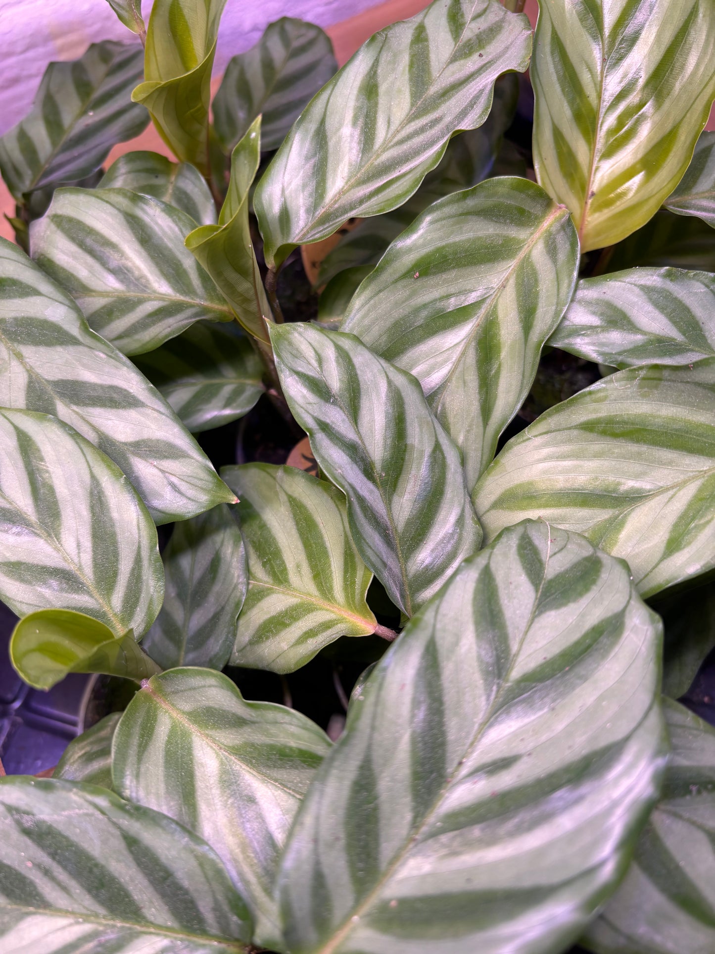 Calathea Freddie
