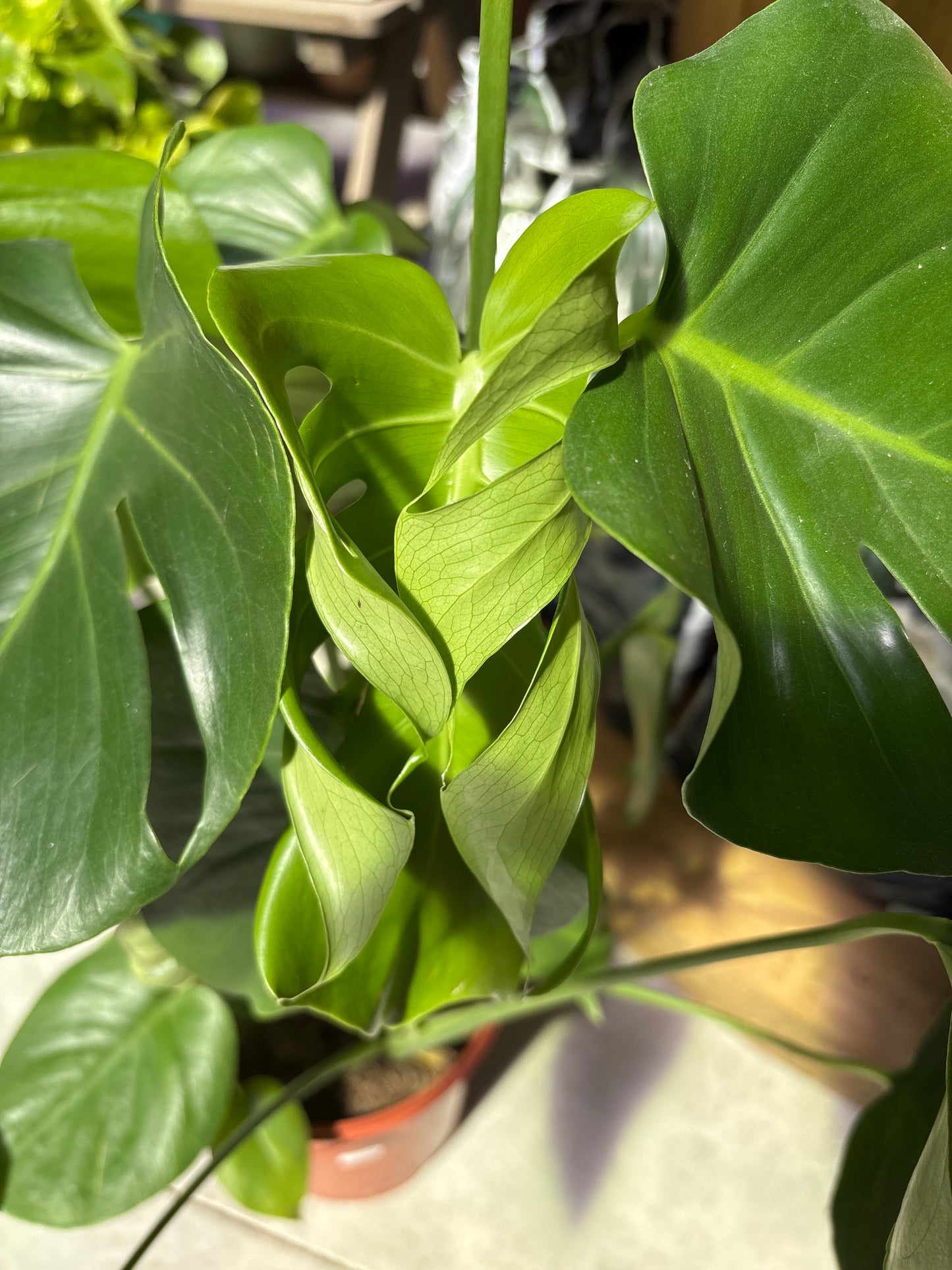 Monstera Deliciosa