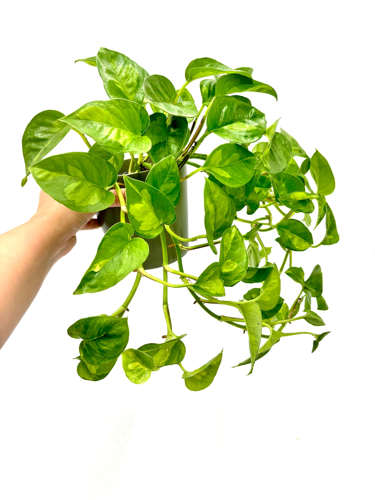 Epipremnum Pinnatum Global Green