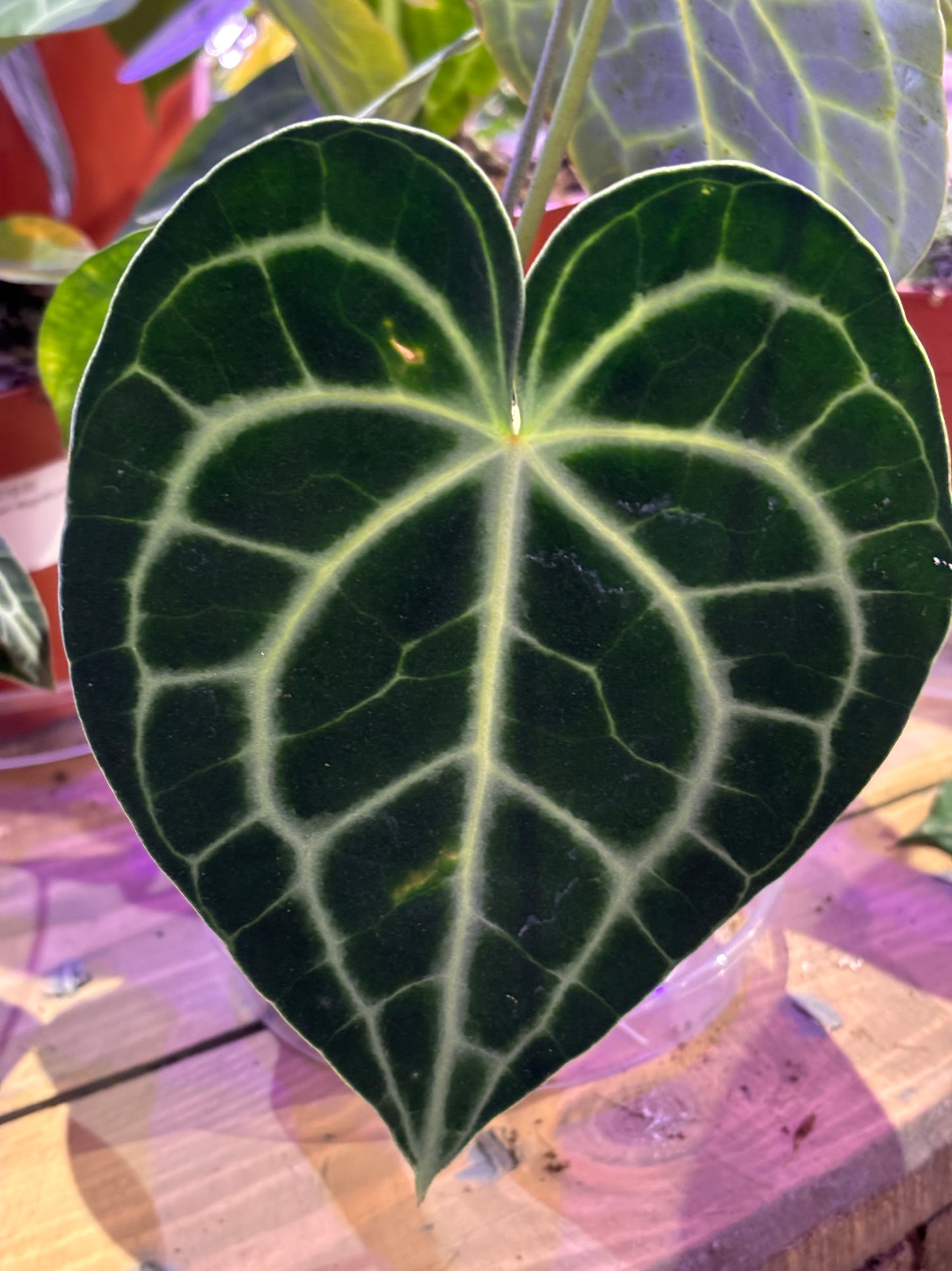 Anthurium Clarinervium