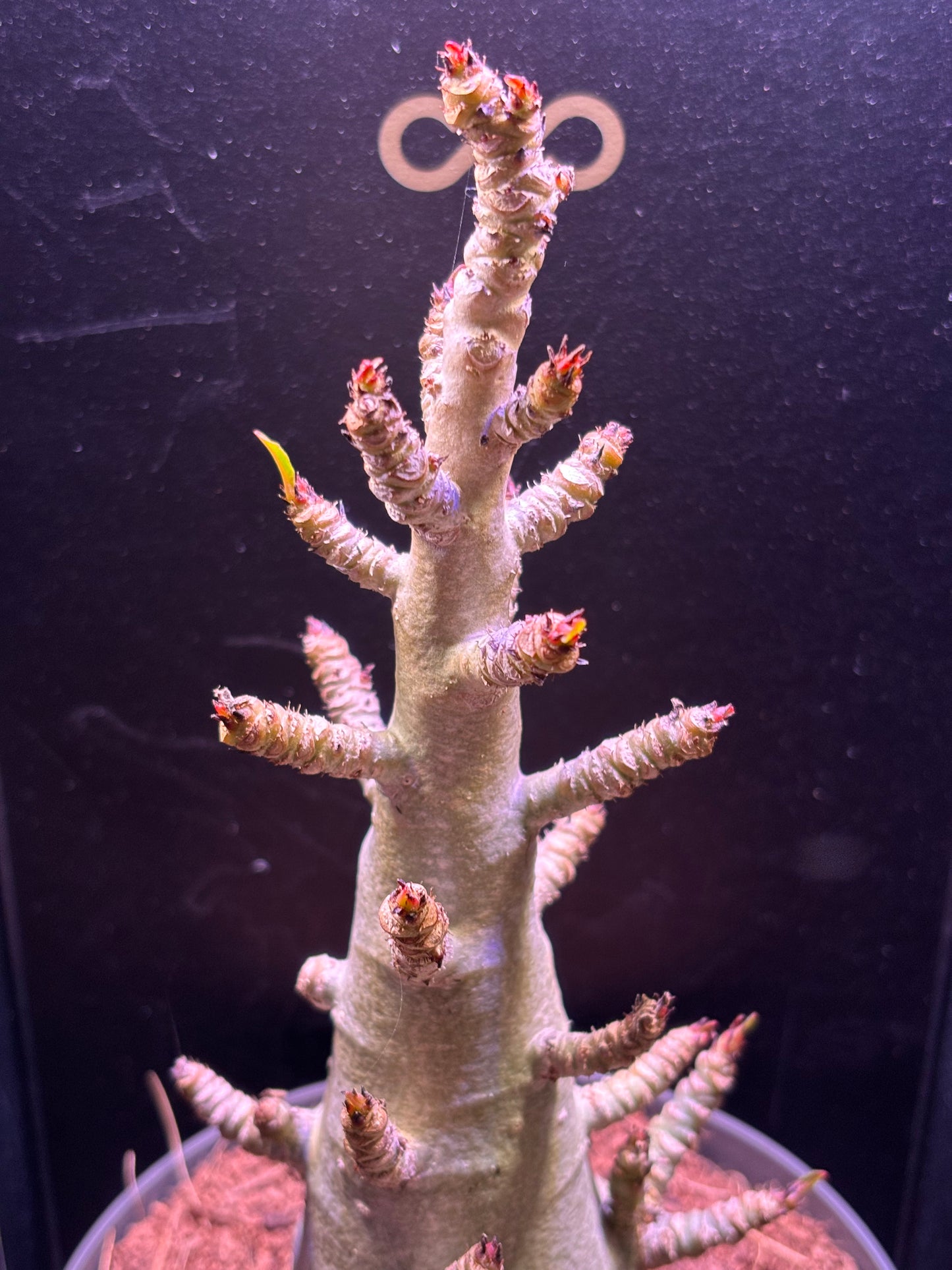 Adenium Baobab