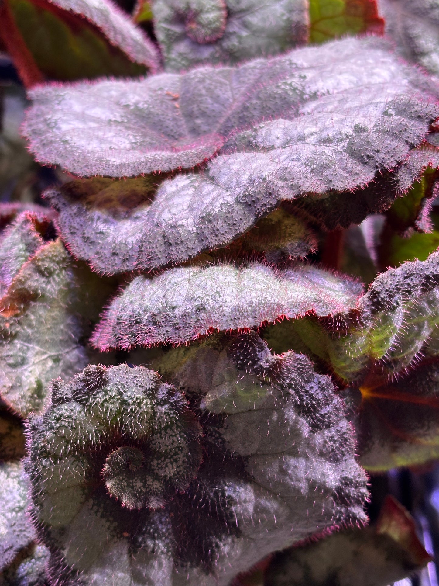 Begonia Princess Of Hanover