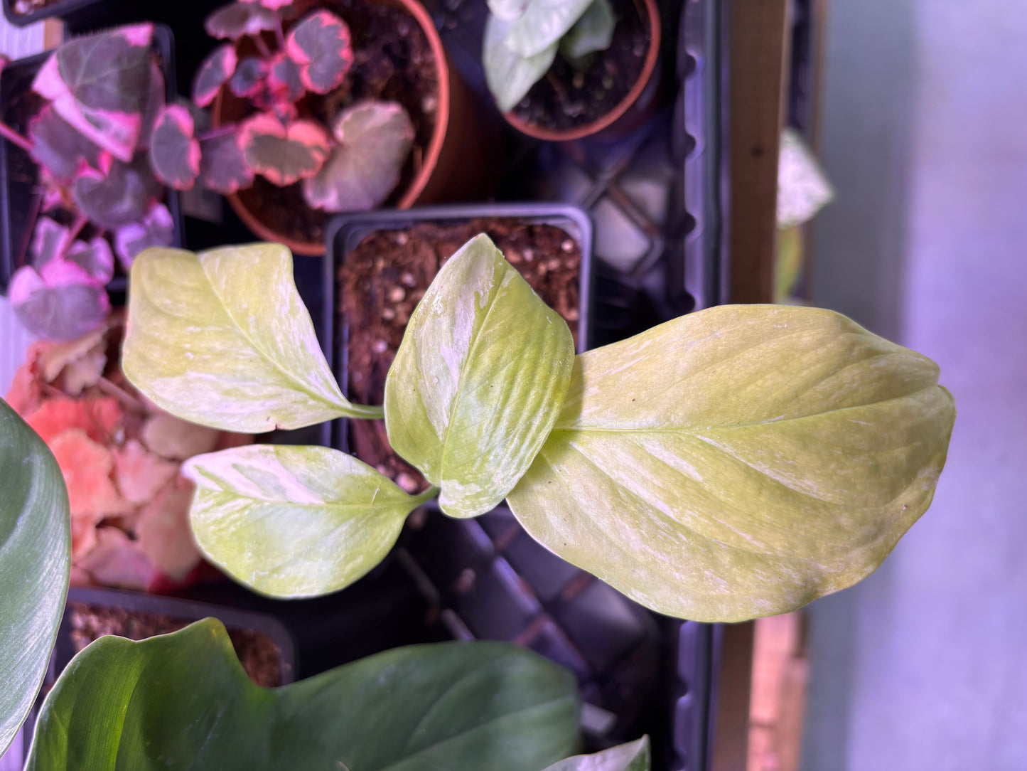 Monstera Lechleriana Variegata