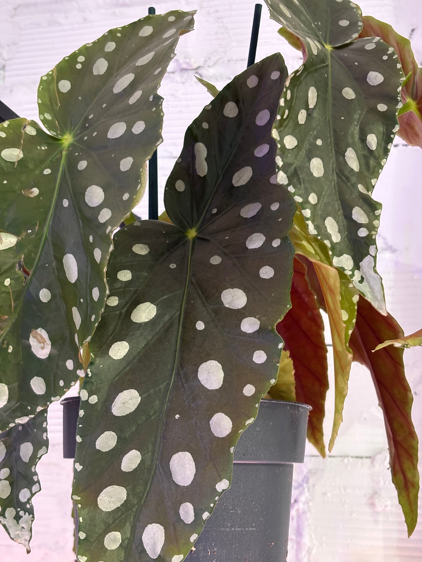 Begonia Maculata Mega Dot