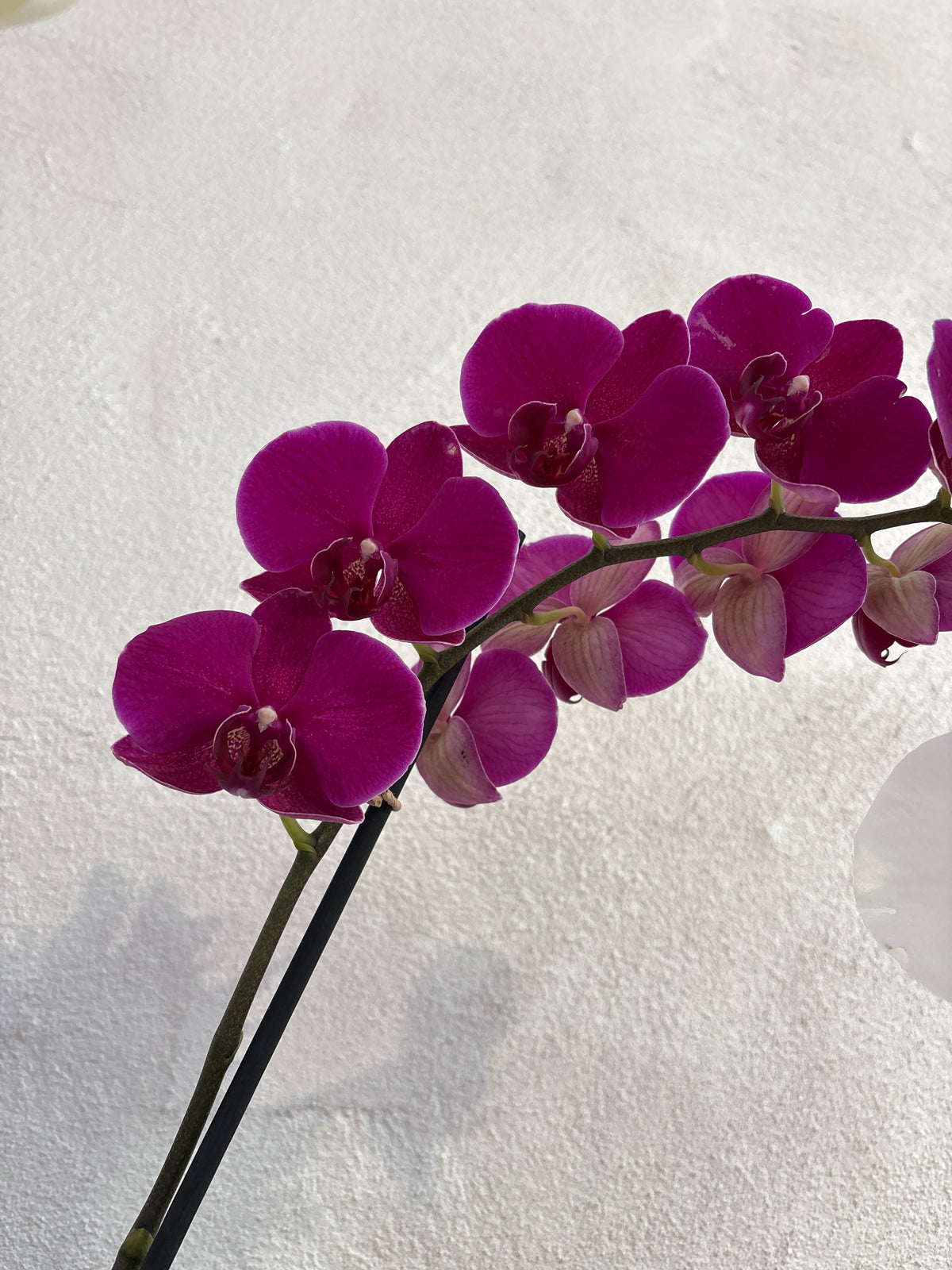 Orquídea Phalaenopsis Una Vara Flor Grande