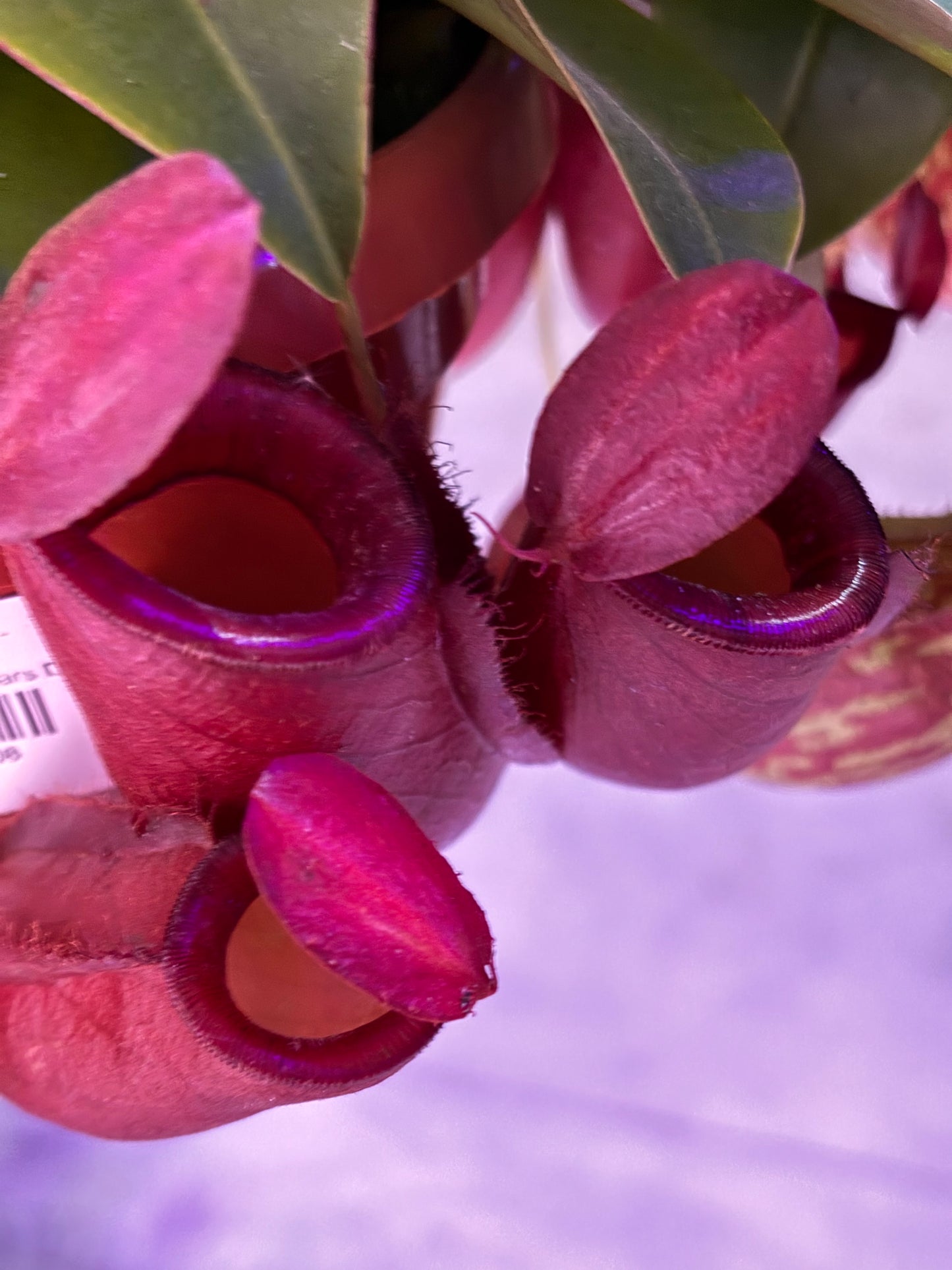 Nepenthes Monkey Jars Diana