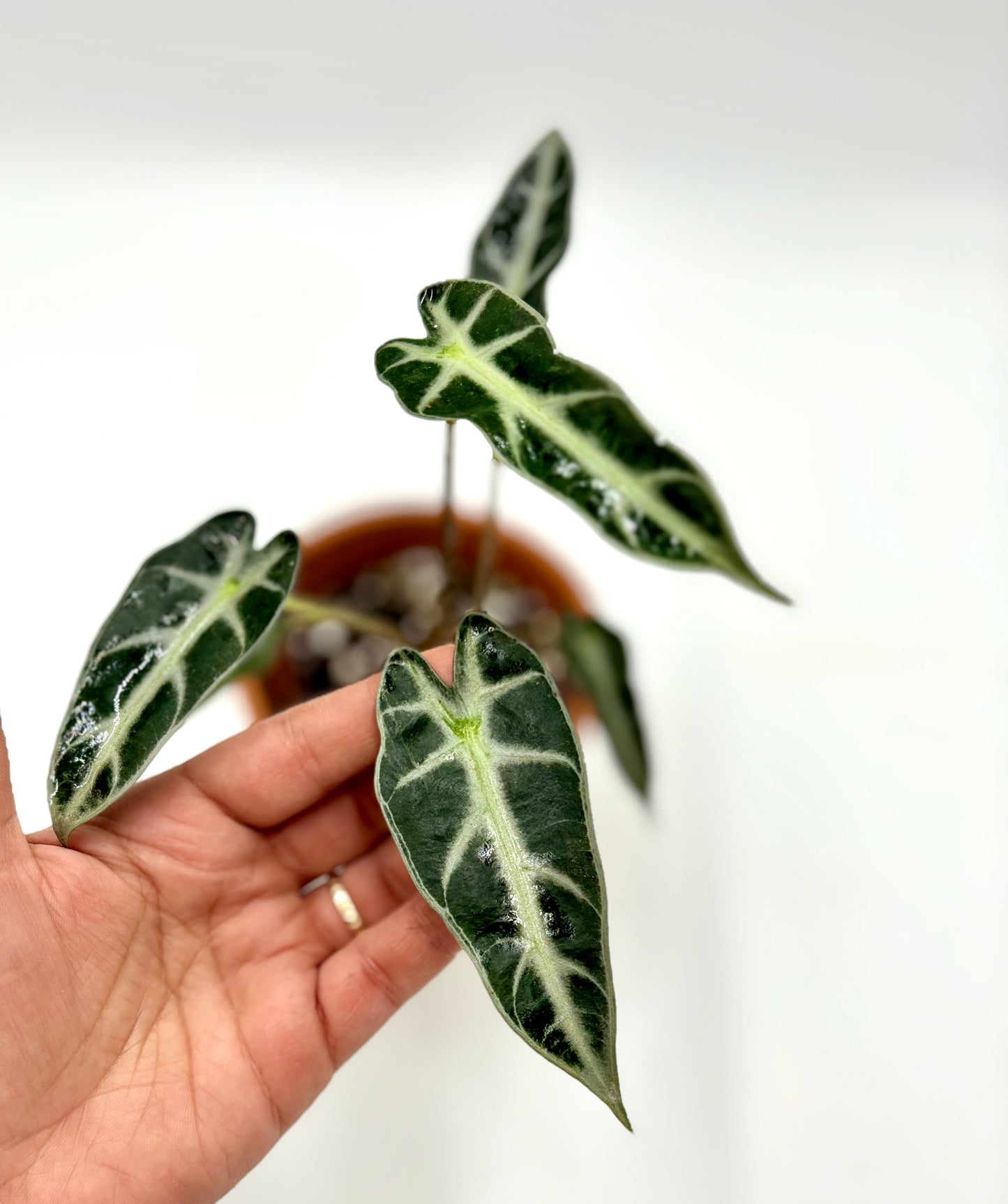Alocasia Amazónica
