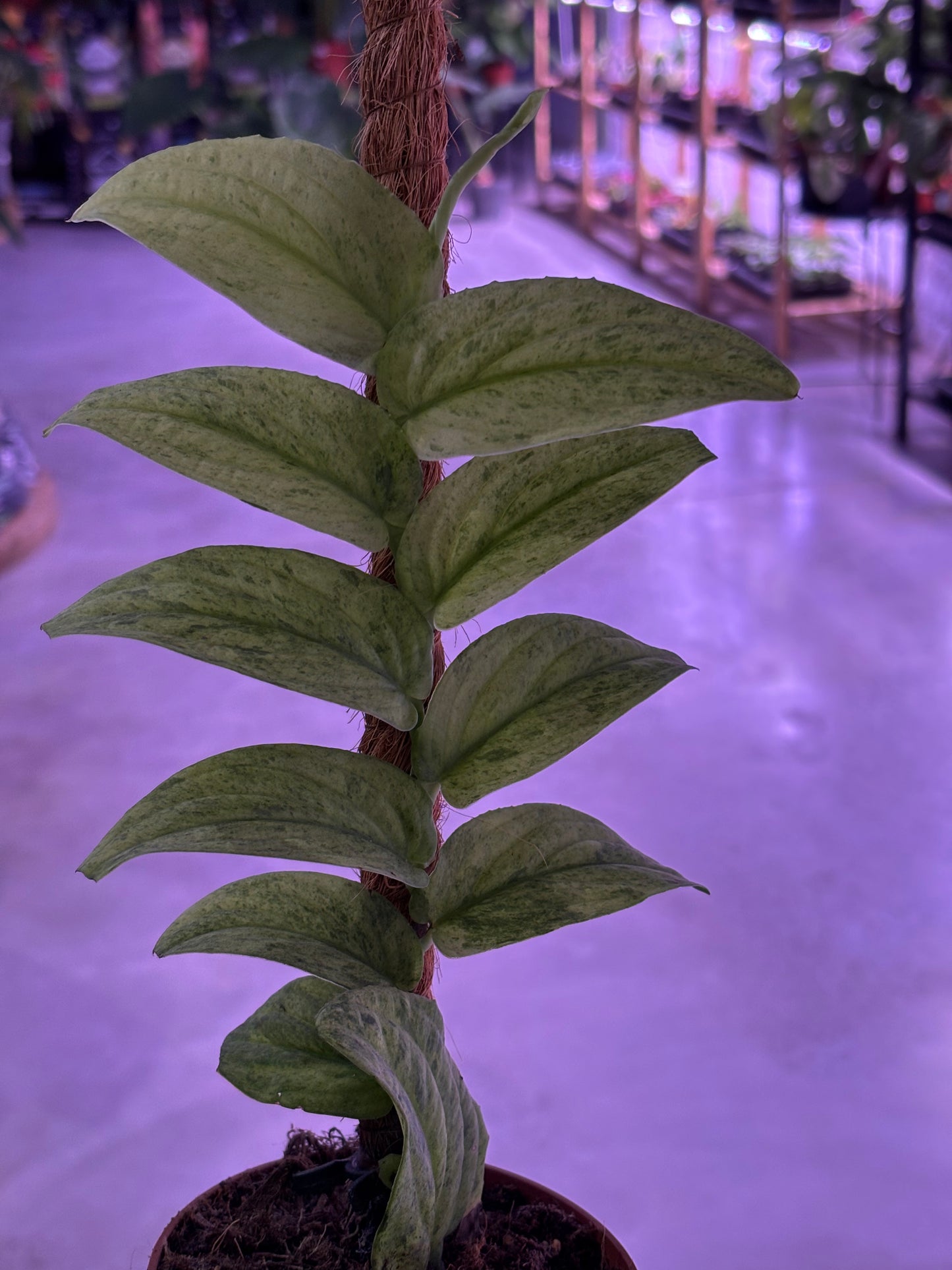 Raphidophora Korthalsii Marble Aurea