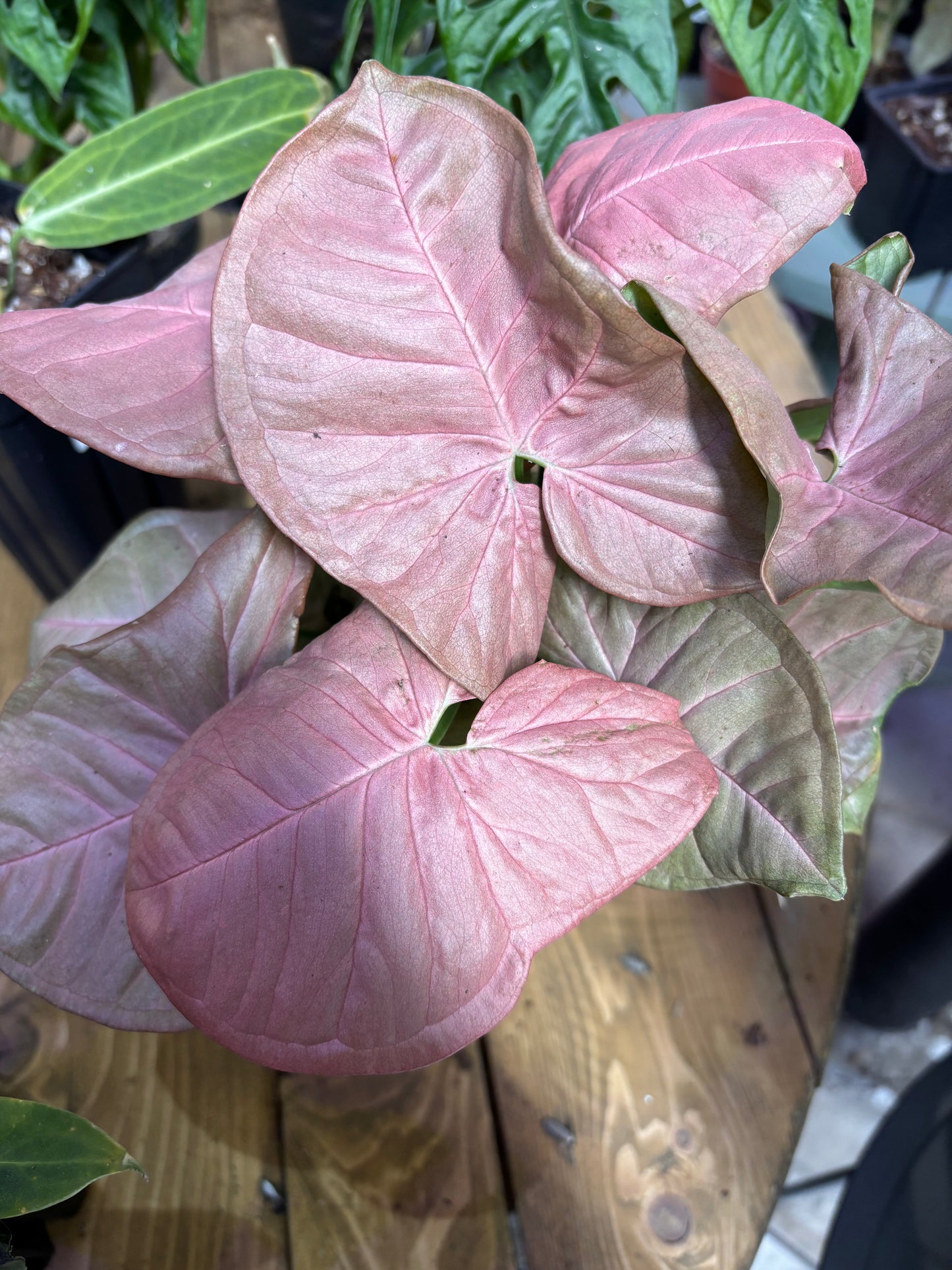 Syngonium Neon Pink