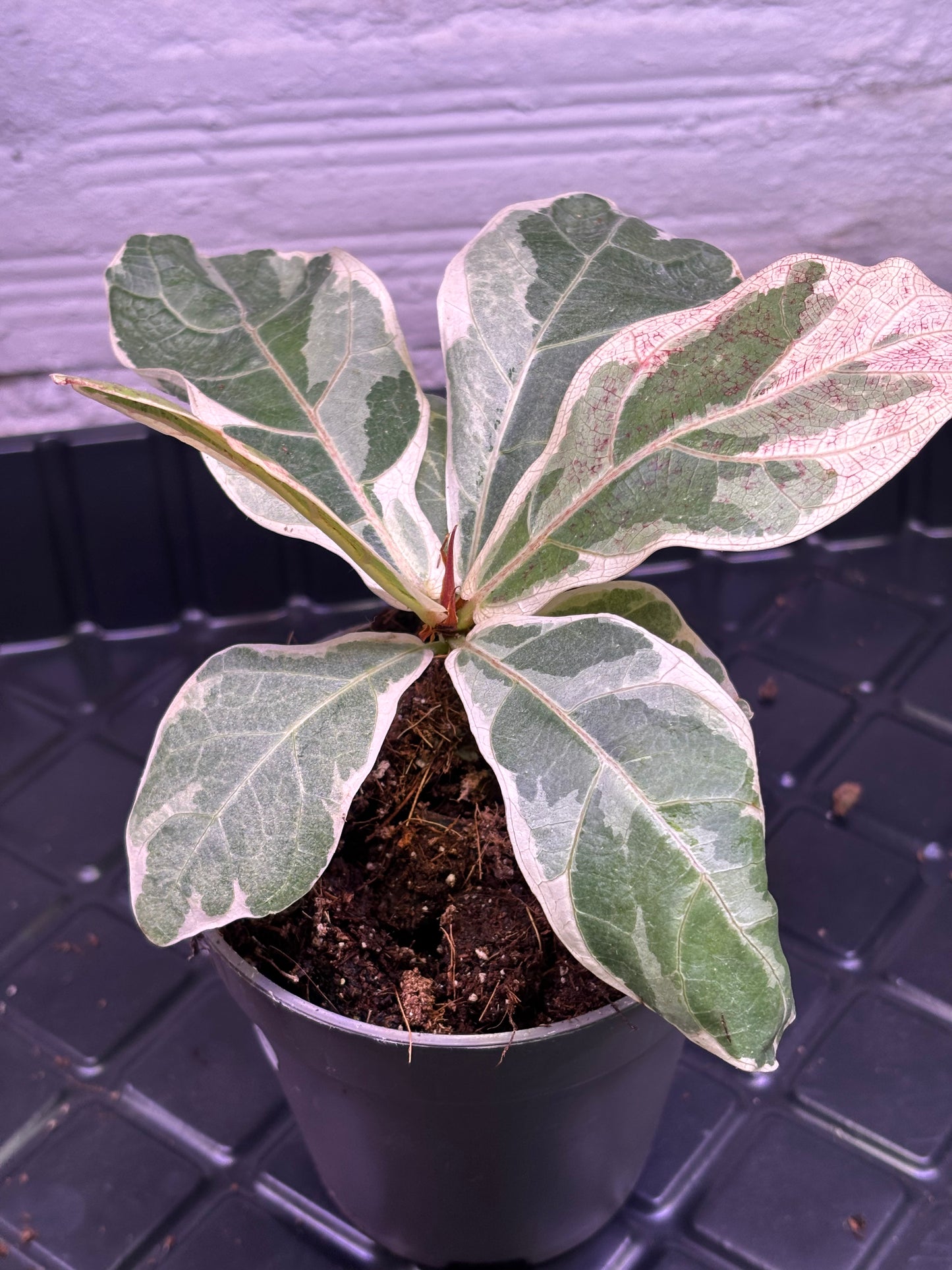 Ficus Lyrata Variegata