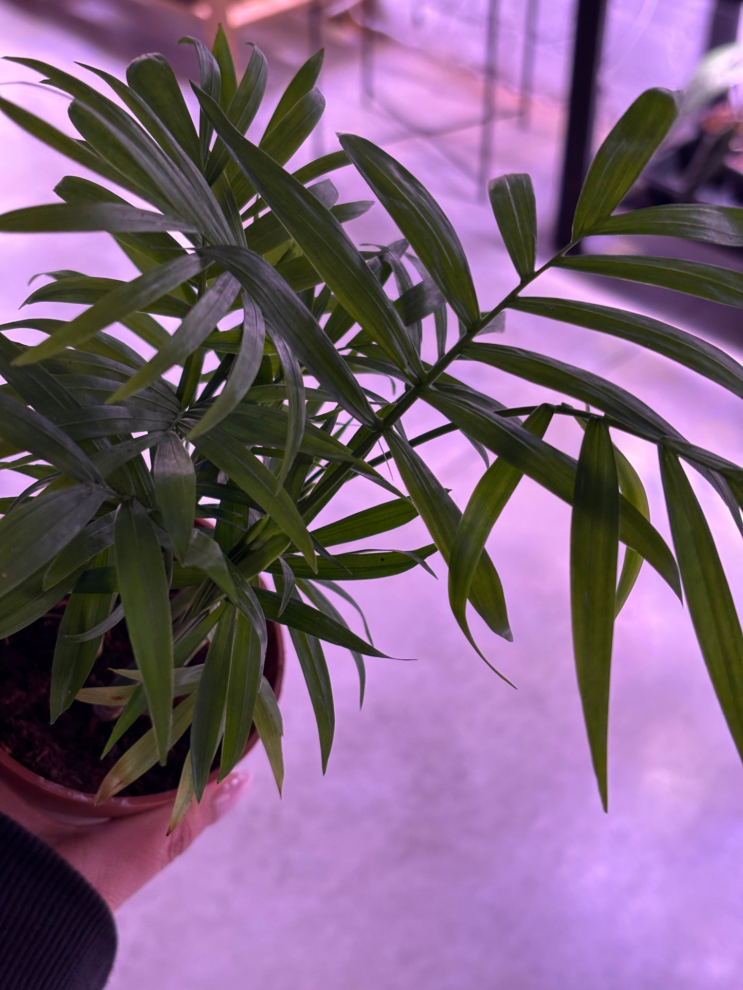 Dypsis Lutescens Areca