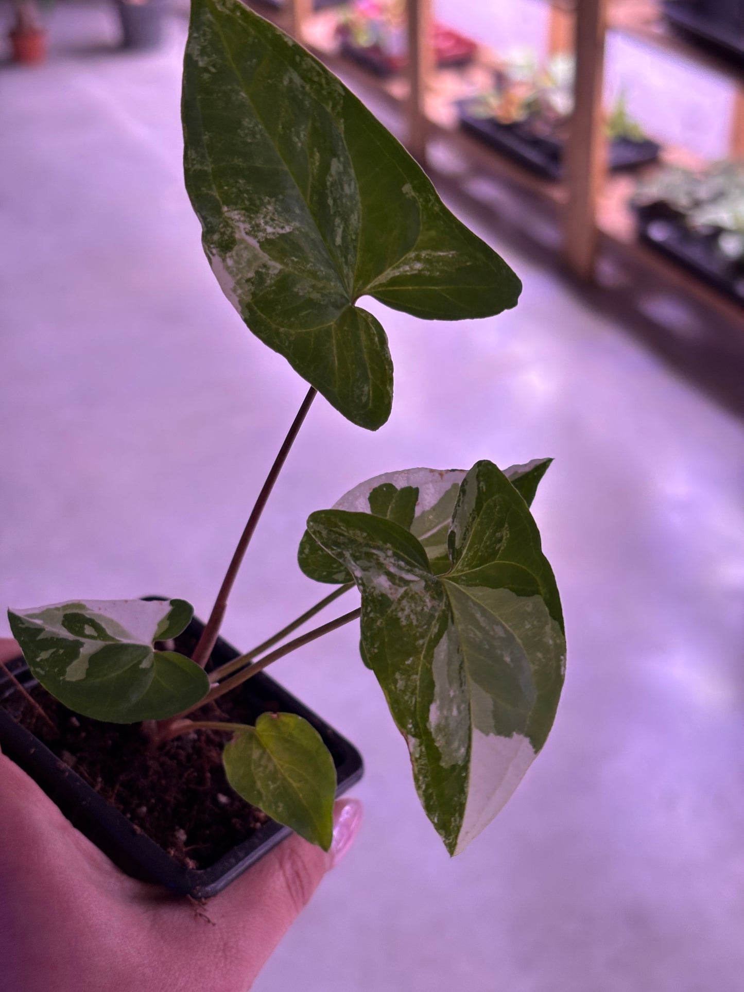 Syngonium Podophyllum 'Albo Variegata'