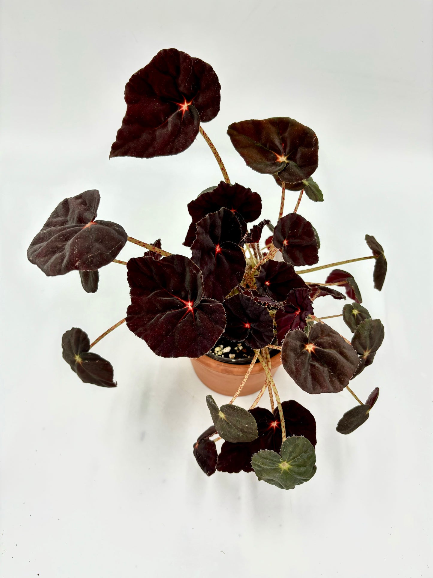 Begonia Purple Blush