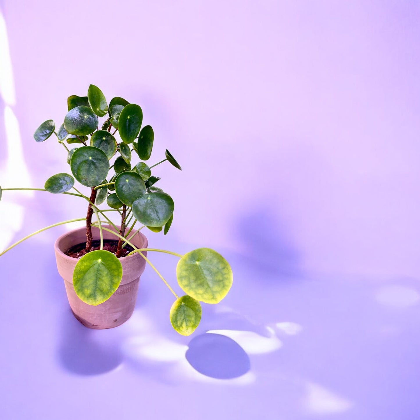Pilea peperomioides ‘Planta del dinero china’