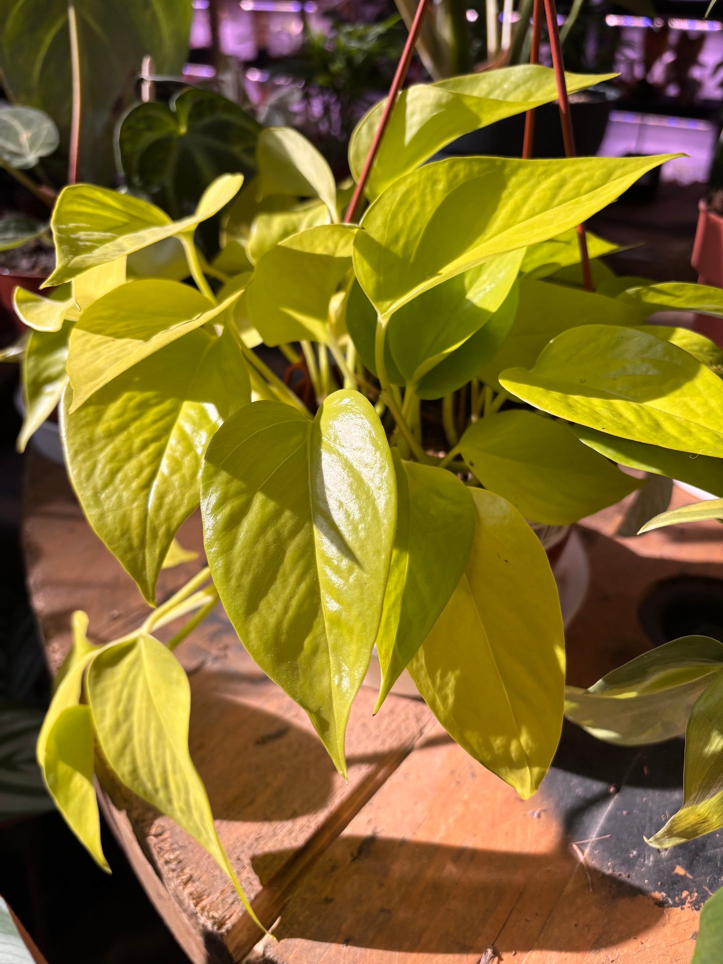 Epipremnum Lemon Lime