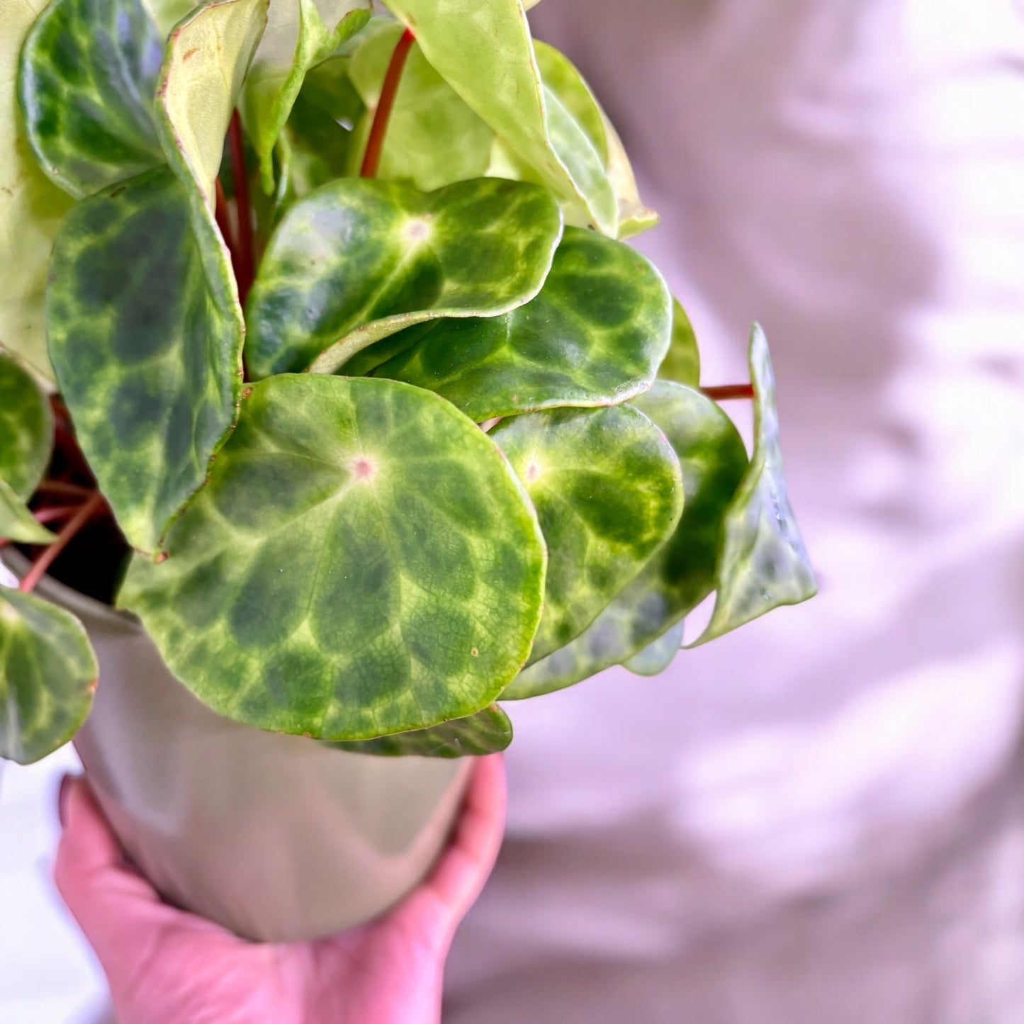 Begonia Kingiana