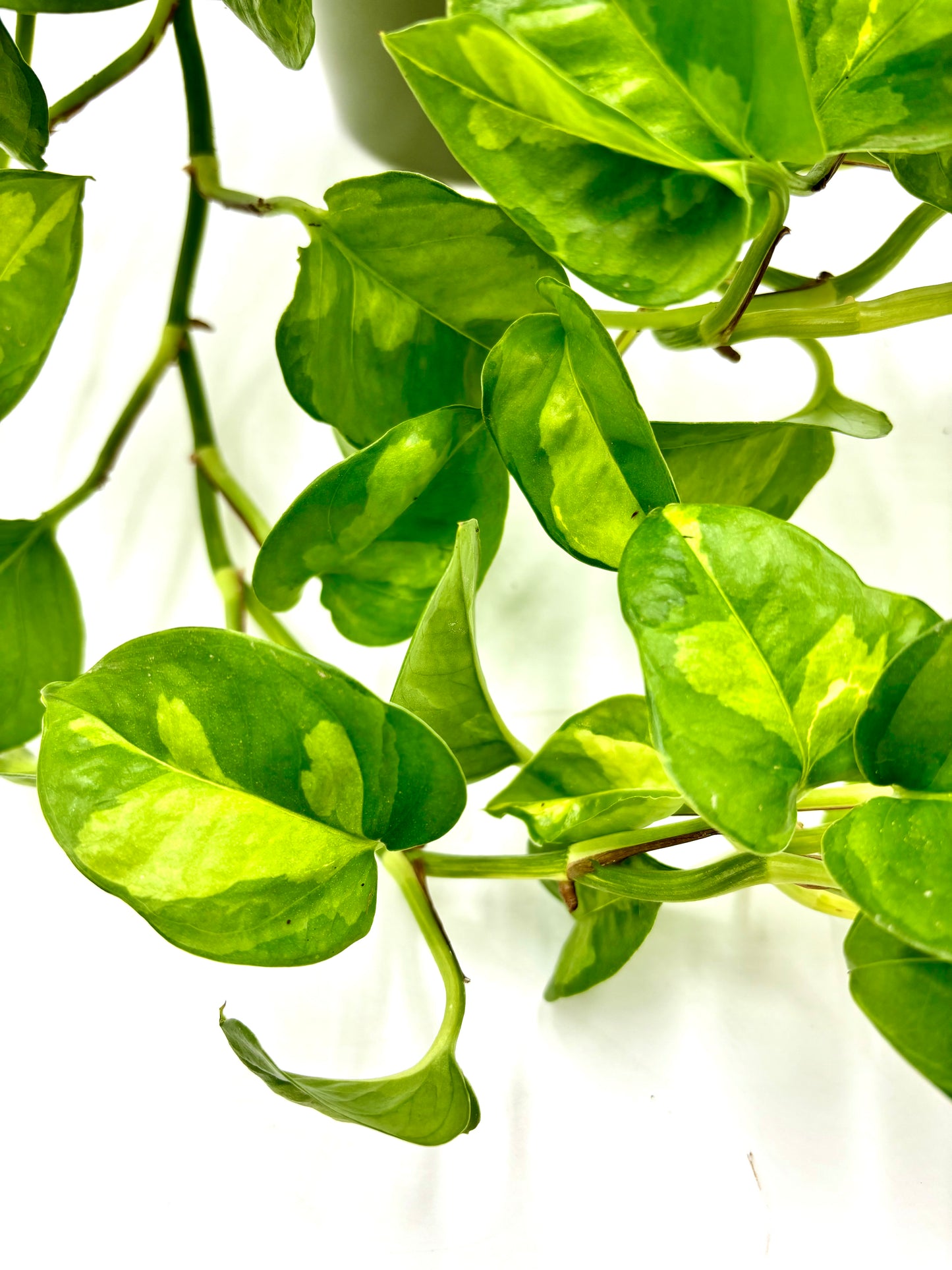 Epipremnum Pinnatum Global Green