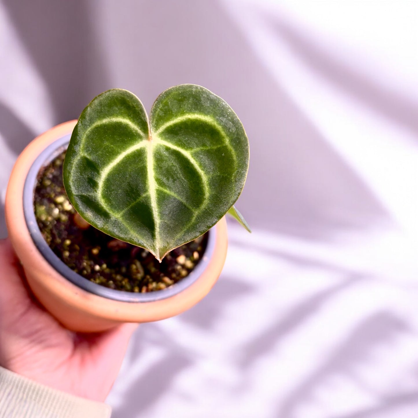 Anthurium Clarinervium