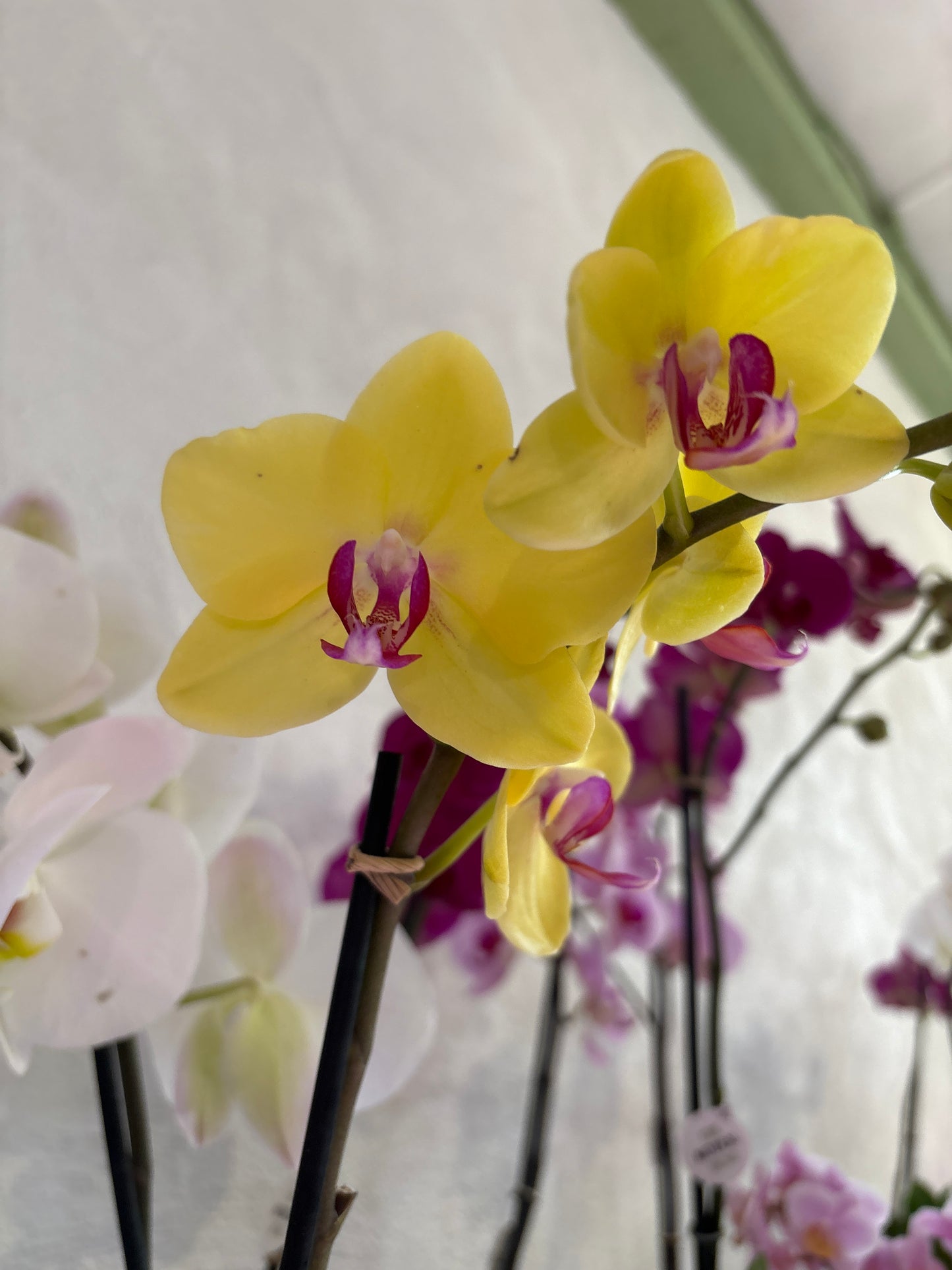 Orquídea Phalaenopsis Una Vara Flor Grande
