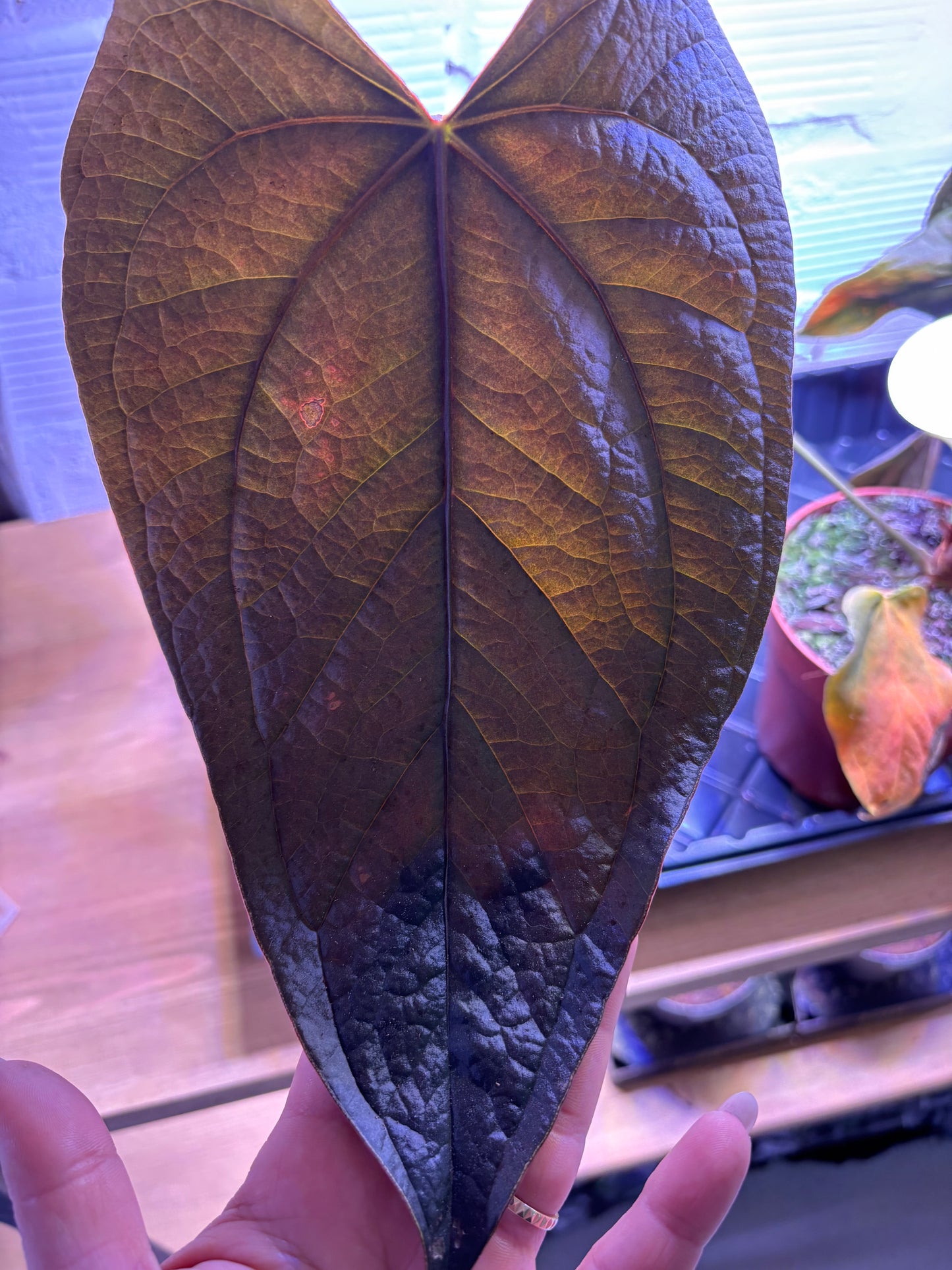 Anthurium Queen of Hearts