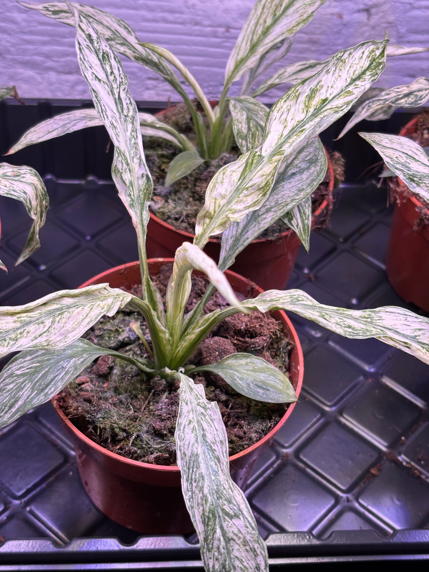 Spathiphyllum Sensation Variegata