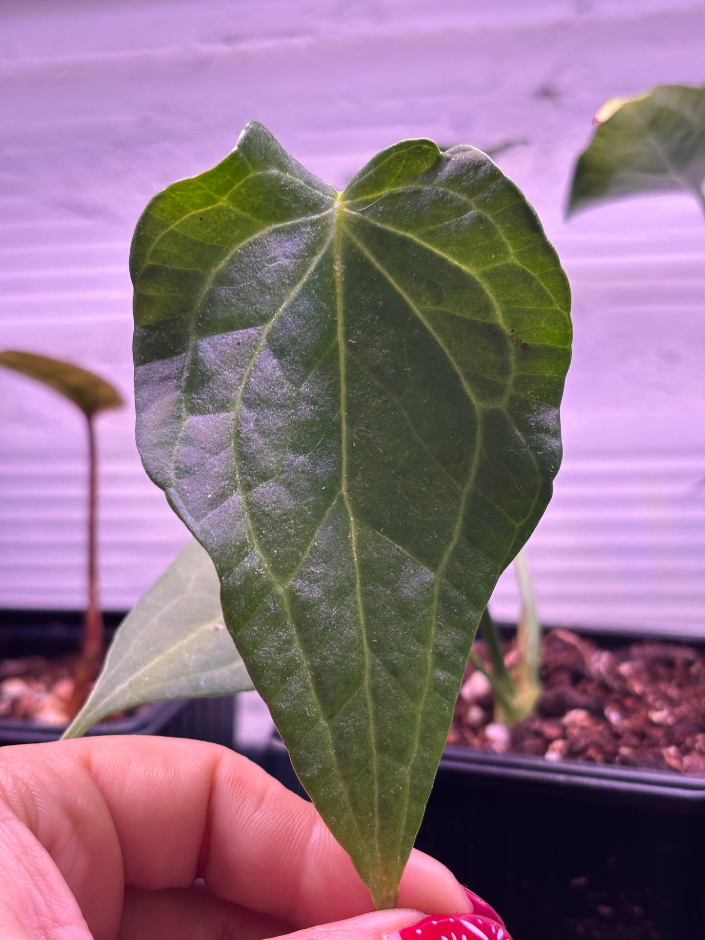 Anthurium Delta Force (Clarinervium x Pedatoradiatum)