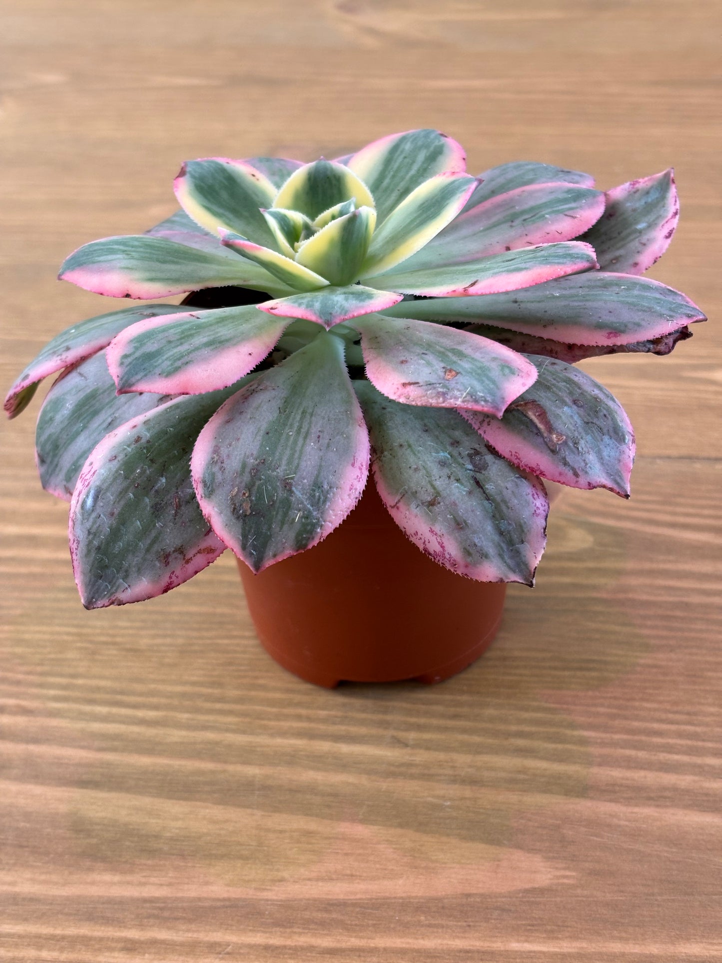 Aeonium Sunburt