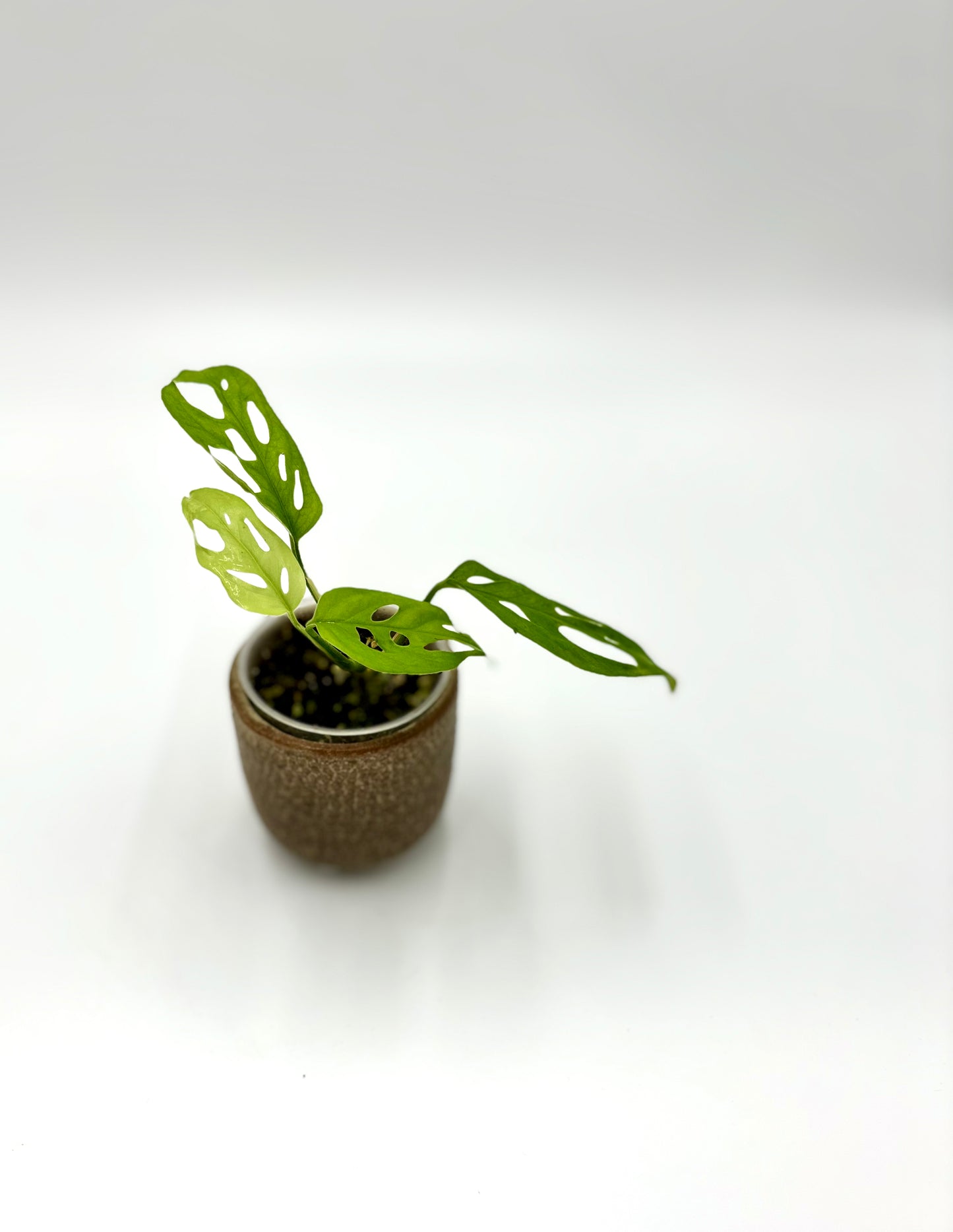 Monstera Skeleton