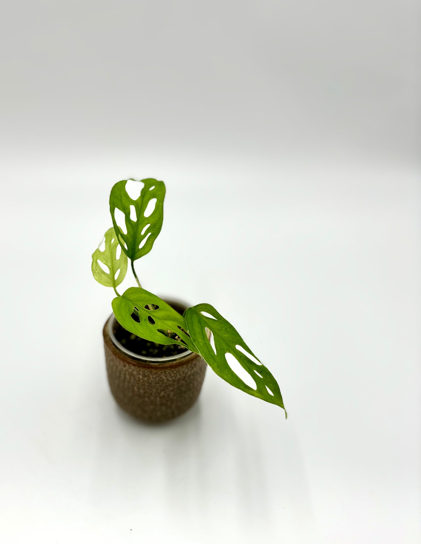 Monstera Skeleton