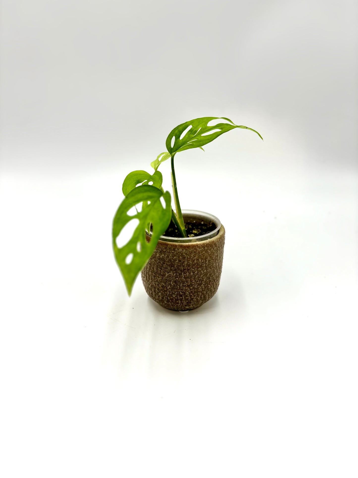 Monstera Skeleton