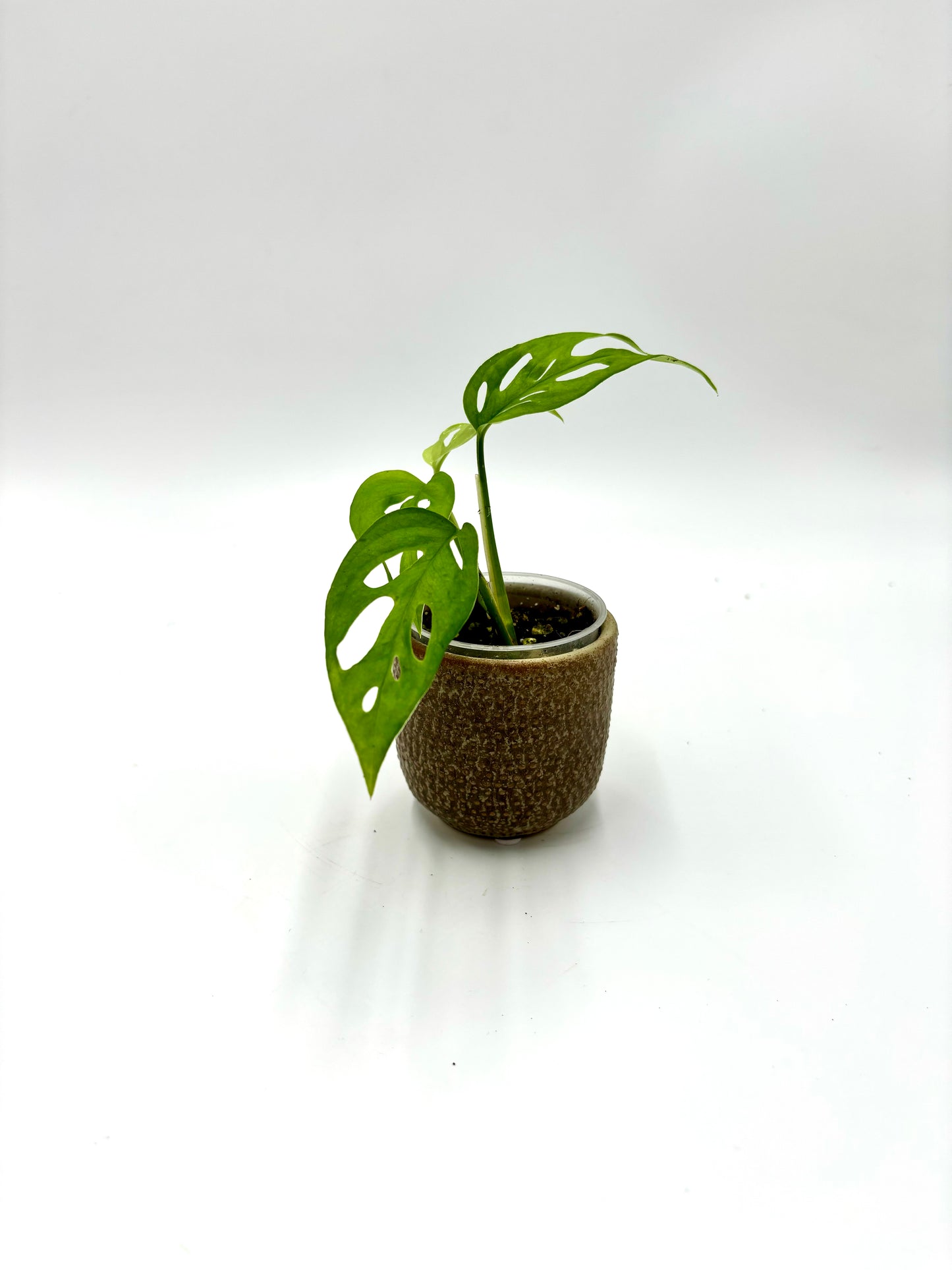 Monstera Skeleton