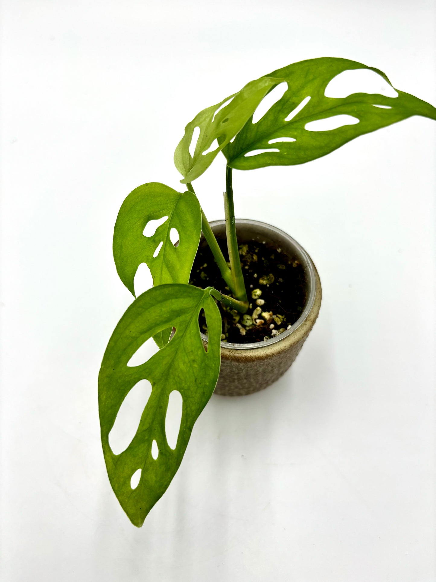 Monstera Skeleton