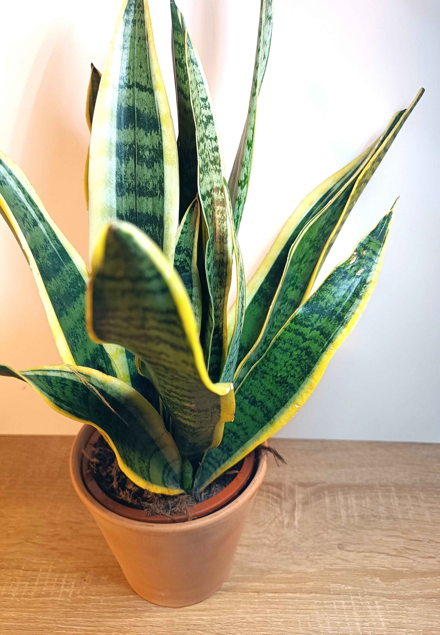 Sansevieria Trifasciata Laurentii