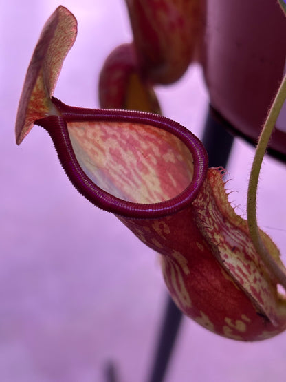 Nepenthes Monkey Jars Gaya