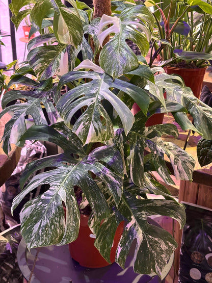 Monstera Deliciosa Albo Variegada