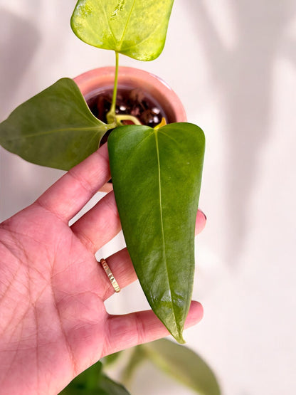 Anthurium Subsignatum