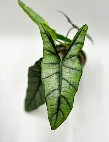 Alocasia heterophylla Corazón