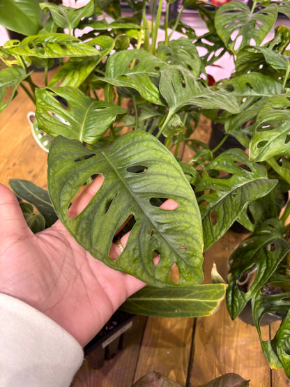 Monstera Adansonii Monkey Mask