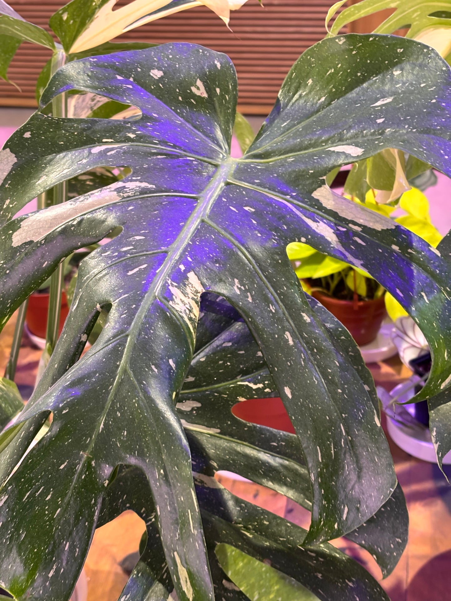 Monstera Thai Constellation