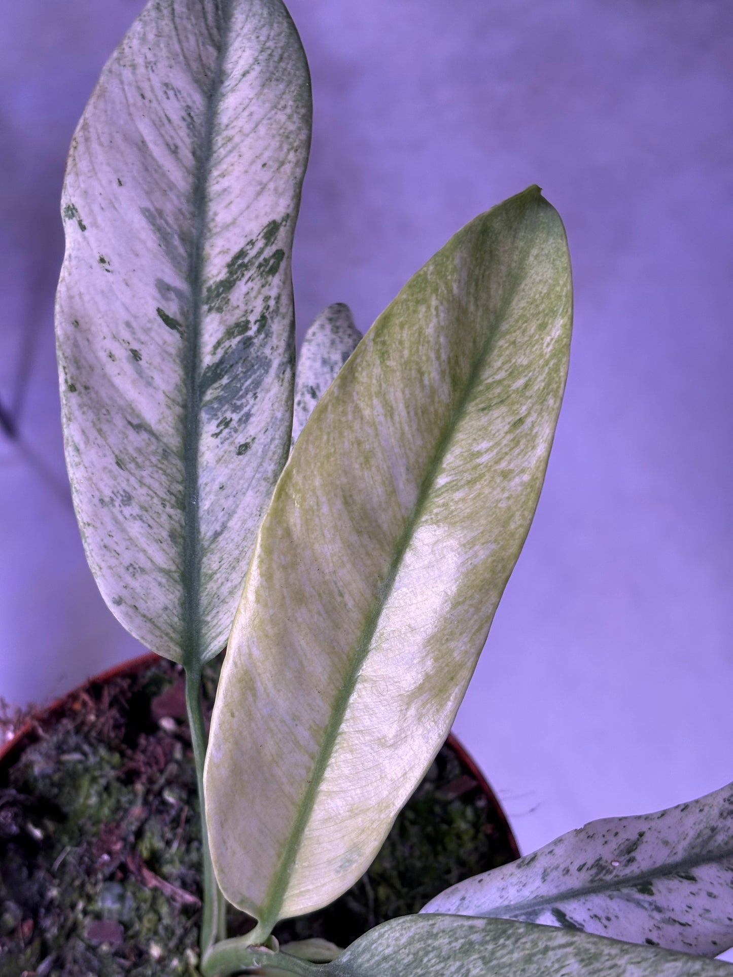Epipremnum Giganteum Marble Variegata