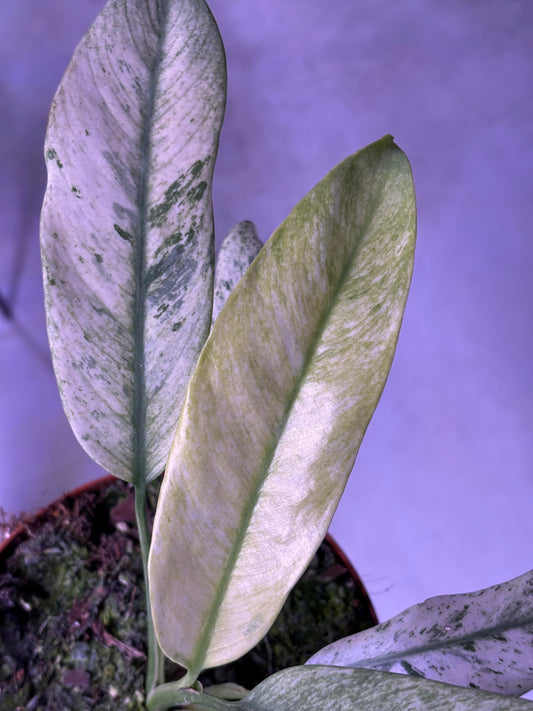 Epipremnum Giganteum Marble Variegata