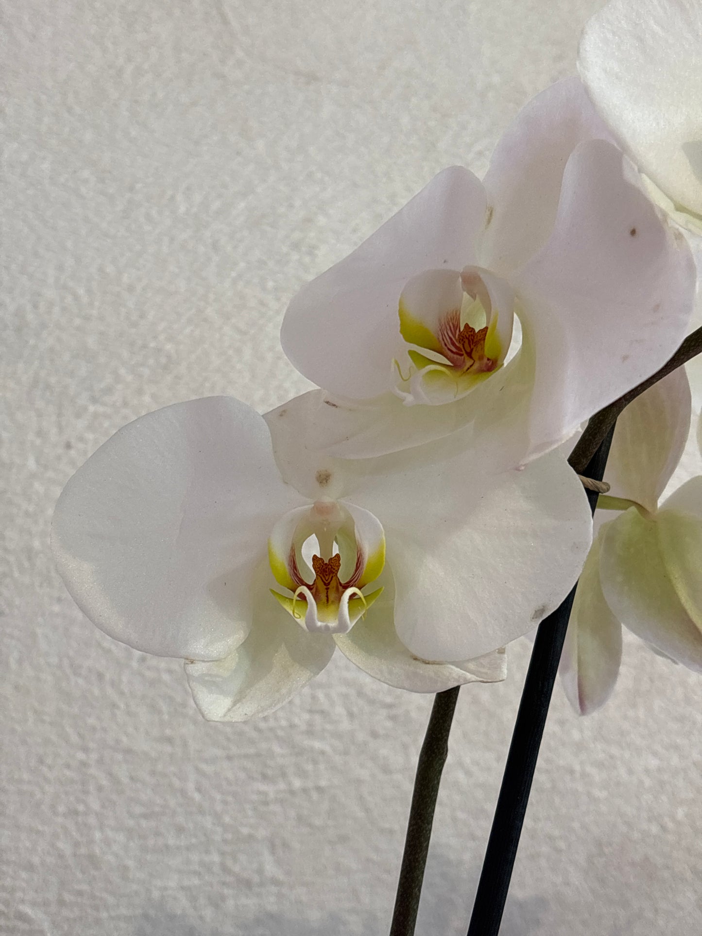 Orquídea Phalaenopsis Una Vara Flor Grande